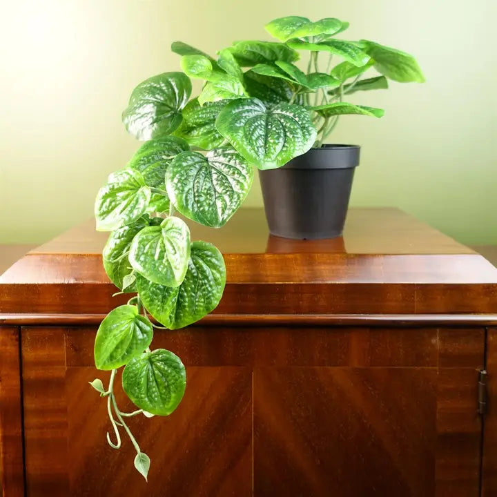 Trailing pothos plant