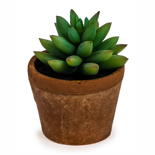 Small succulent in pot