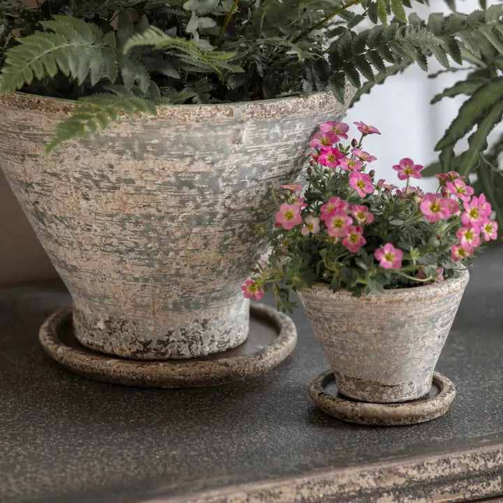 Colerne planter small