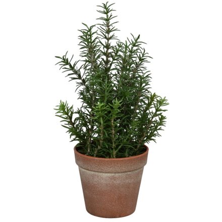 Rosemary plant